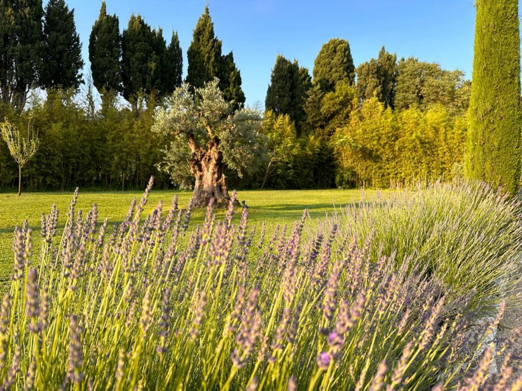 ホテル Mas Des Bambous Saint-Rémy-de-Provence エクステリア 写真