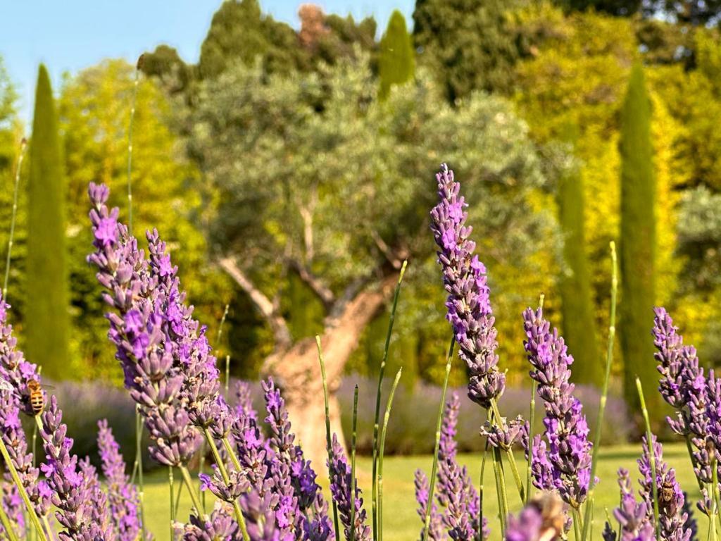 ホテル Mas Des Bambous Saint-Rémy-de-Provence エクステリア 写真